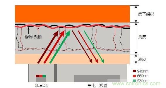 反射光脈搏測量原理。傳感器發(fā)出的光透過皮膚和組織，一部分被吸收，一部分被反射回檢測器。因為動脈中的血流量隨心臟的每次跳動會有所變化，因此光線被吸收的量以及檢測器收到的信號強度也會隨之發(fā)生改變。綠光可以在手腕處提供最佳結(jié)果，而紅光和紅外光一般用于手指測量。 8