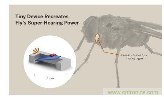 顯示研究人員們經(jīng)由這種寄生蠅的聲音處理機(jī)制啟發(fā)，開發(fā)出一款低功耗的麥克風(fēng)組件。