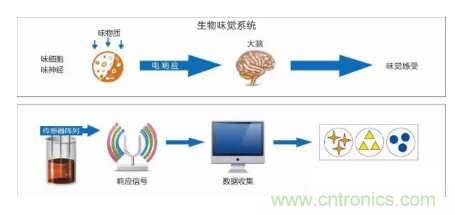仿生傳感器的定義、原理、分類及應(yīng)用