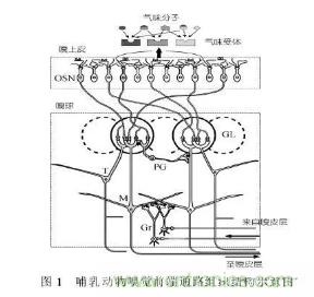 仿生傳感器的定義、原理、分類及應(yīng)用